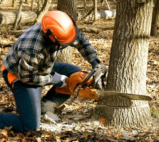 Tree Removal in Cranks, KY